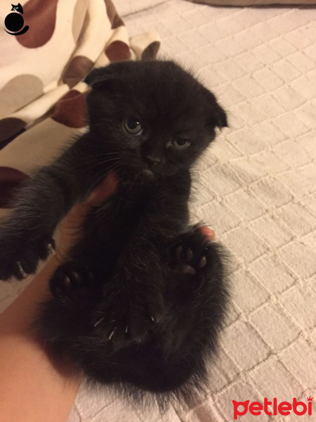 Tekir Kedi, Kedi  kedi fotoğrafı