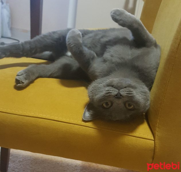 Chartreux, Kedi  Mia fotoğrafı
