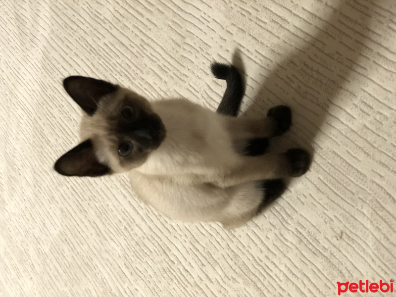 Siyam Kedisi, Kedi  Mız mız fotoğrafı