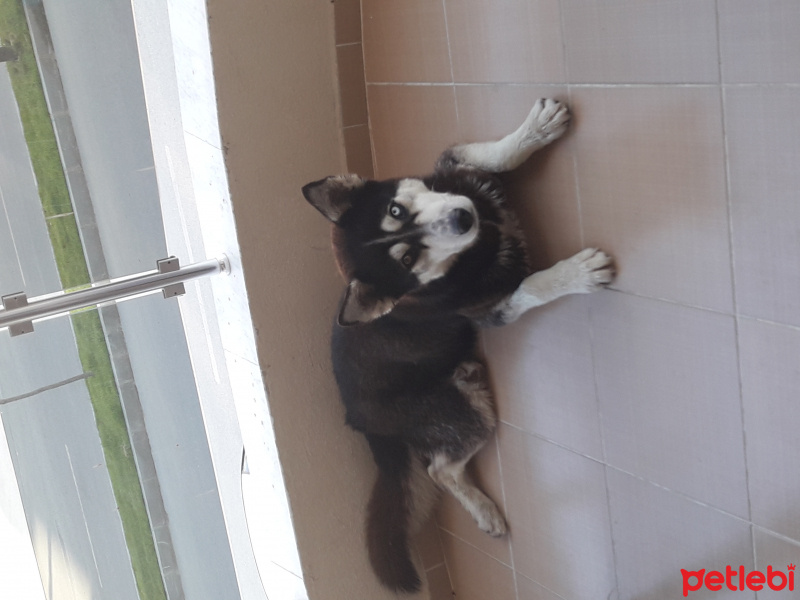 Sibirya Kurdu (Husky), Köpek  Ares fotoğrafı