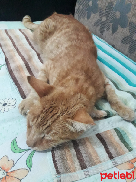 Tekir Kedi, Kedi  Uğur fotoğrafı