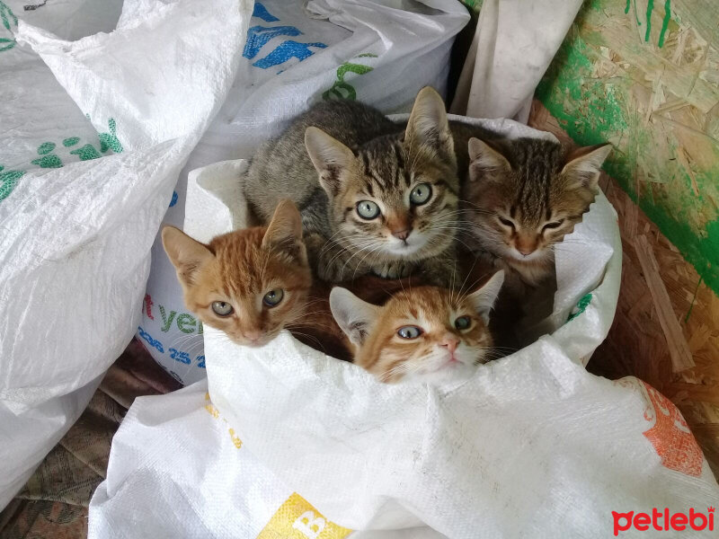 Tekir Kedi, Kedi  şila fotoğrafı