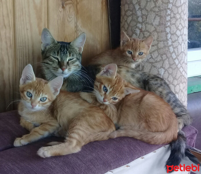 Tekir Kedi, Kedi  şila fotoğrafı