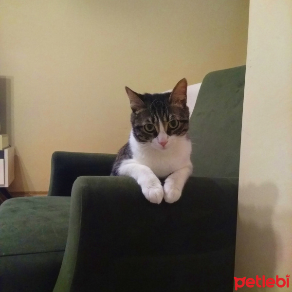 Tekir Kedi, Kedi  Mia fotoğrafı