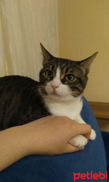 Tekir Kedi, Kedi  Mia fotoğrafı