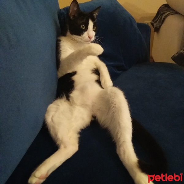 Tuxedo (Smokin) Kedi, Kedi  Papyon fotoğrafı