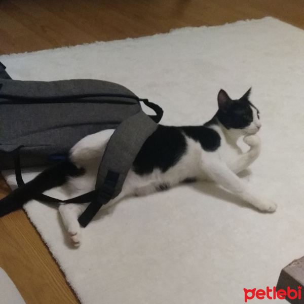 Tuxedo (Smokin) Kedi, Kedi  Papyon fotoğrafı
