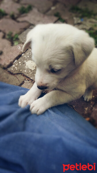 Akbaş, Köpek  Lucy fotoğrafı