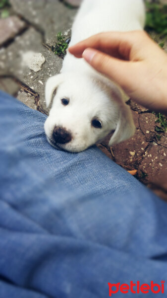 Akbaş, Köpek  Lucy fotoğrafı