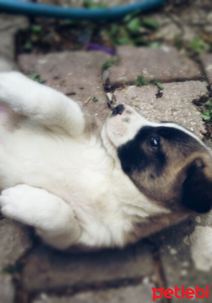 Akbaş, Köpek  Lucy fotoğrafı