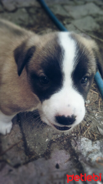 Akbaş, Köpek  Lucy fotoğrafı