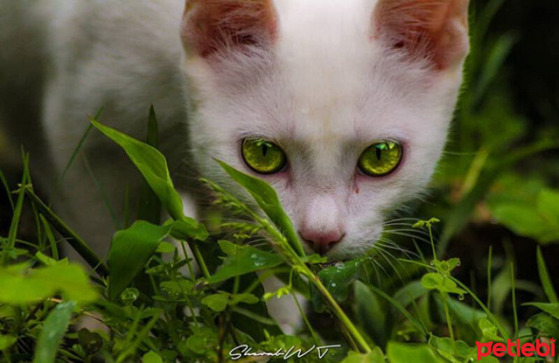 Akbaş, Köpek  Lucy fotoğrafı