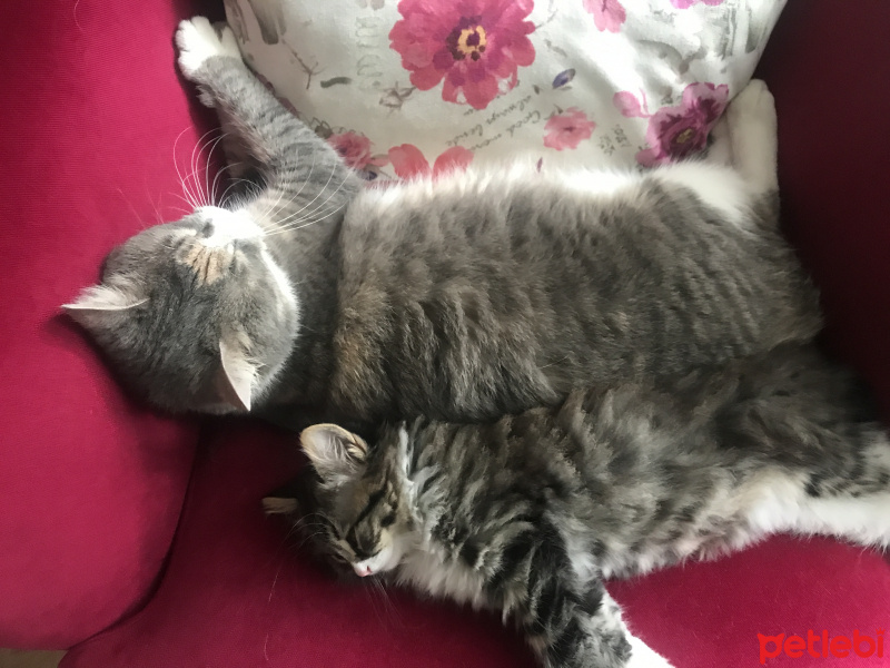 Scottish Fold, Kedi  Betty fotoğrafı