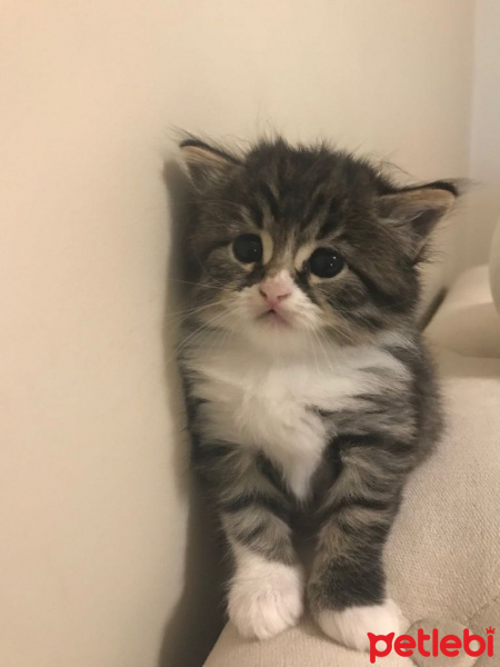 Scottish Fold, Kedi  Betty fotoğrafı