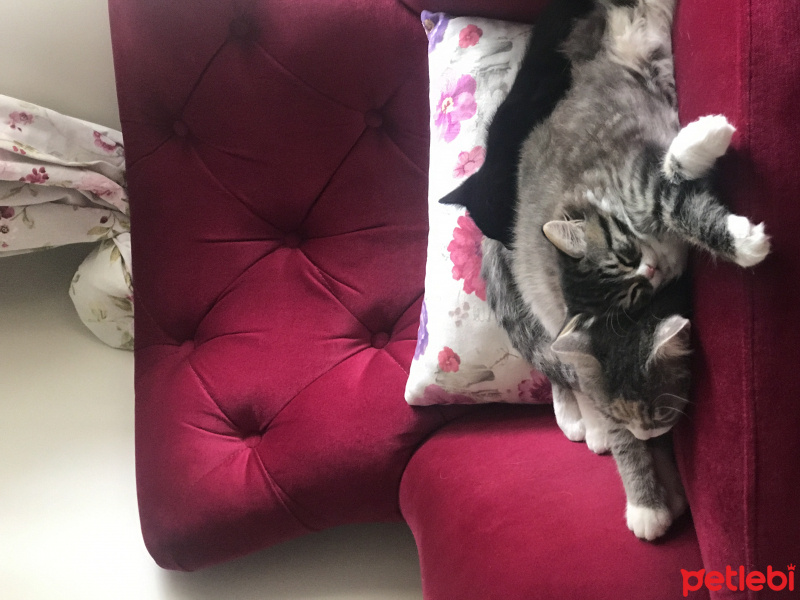Scottish Fold, Kedi  Betty fotoğrafı