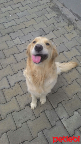 Golden Retriever, Köpek  Arya fotoğrafı