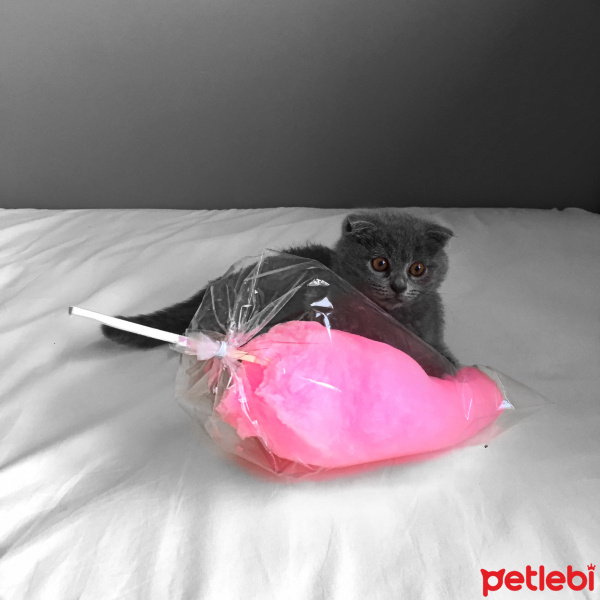 Scottish Fold, Kedi  Dominic fotoğrafı