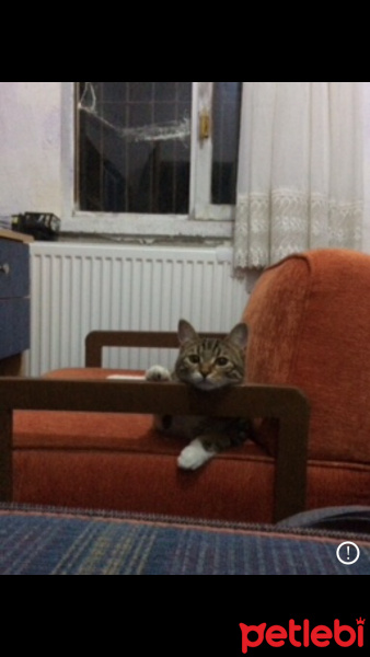 Bengal, Kedi  PİPET fotoğrafı