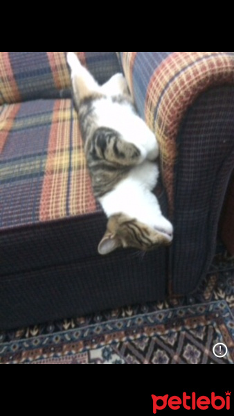 Bengal, Kedi  PİPET fotoğrafı