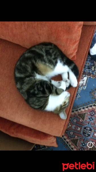Bengal, Kedi  PİPET fotoğrafı