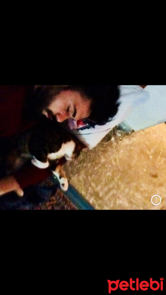 Bengal, Kedi  PİPET fotoğrafı