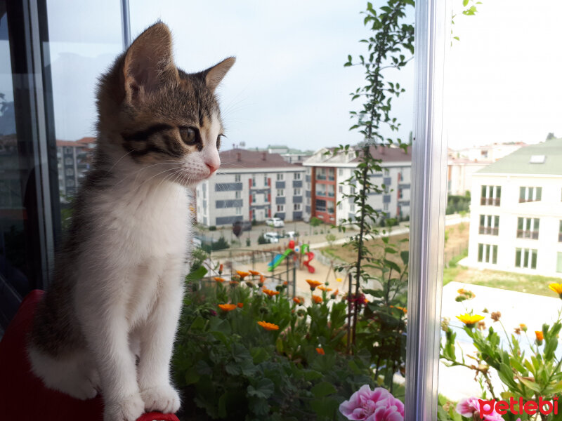 Tekir Kedi, Kedi  Lâlik fotoğrafı