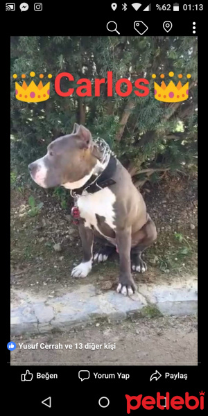 Akbaş, Köpek  Carlos fotoğrafı