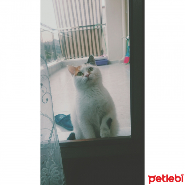 Tekir Kedi, Kedi  Kumsal fotoğrafı