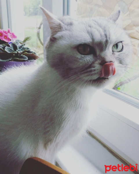 British Shorthair, Kedi  Çakıl Kookie fotoğrafı