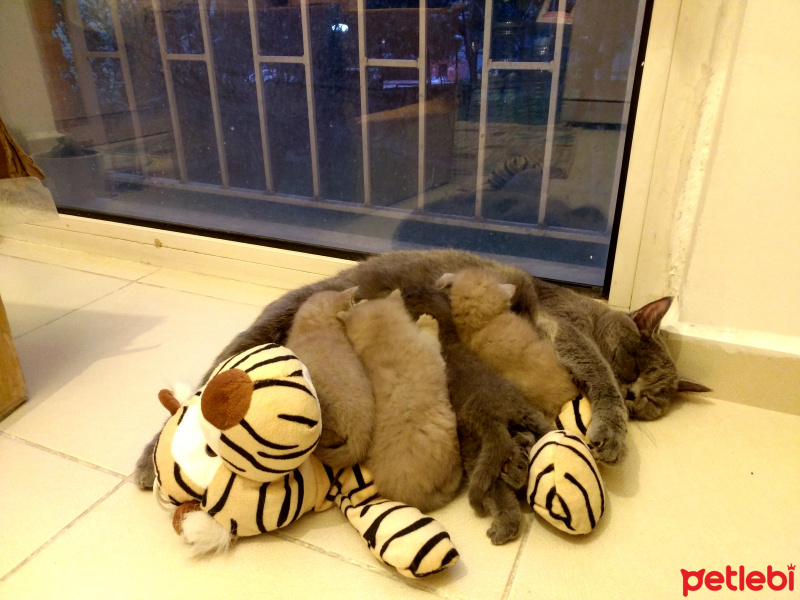 British Shorthair, Kedi  Winnie fotoğrafı