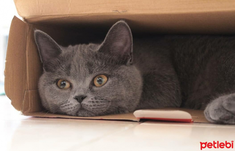 British Shorthair, Kedi  Winnie fotoğrafı