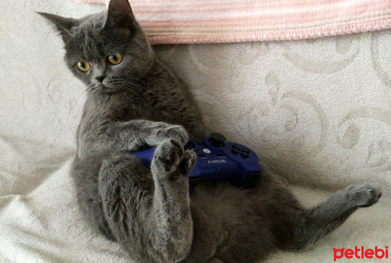 British Shorthair, Kedi  Winnie fotoğrafı