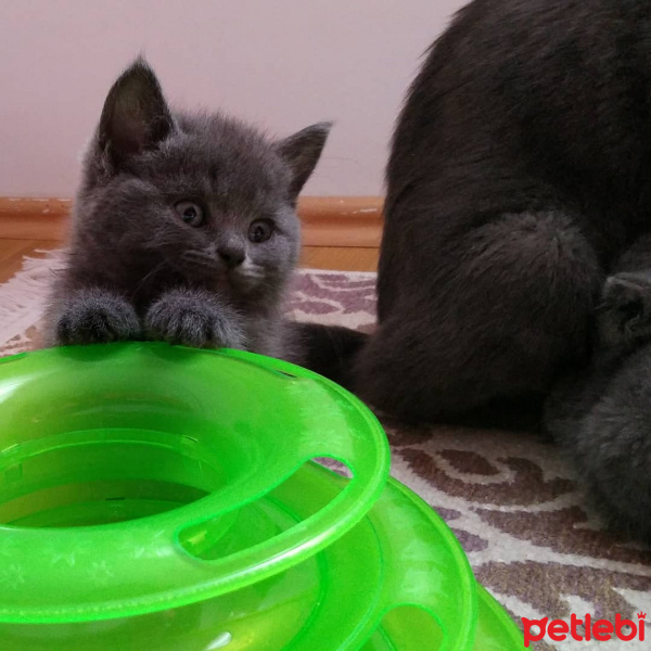 British Shorthair, Kedi  Winnie fotoğrafı