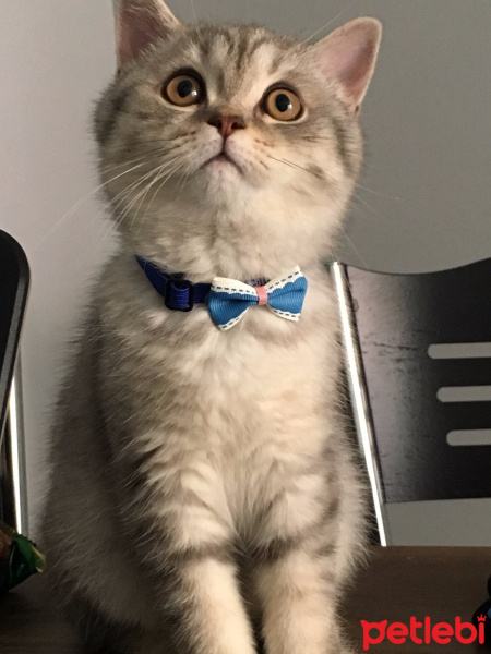 British Shorthair, Kedi  Cedi fotoğrafı