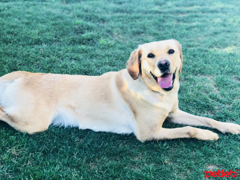 Labrador Retriever, Köpek  Hayat fotoğrafı