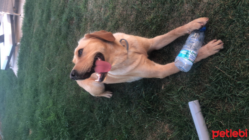 Labrador Retriever, Köpek  Hayat fotoğrafı