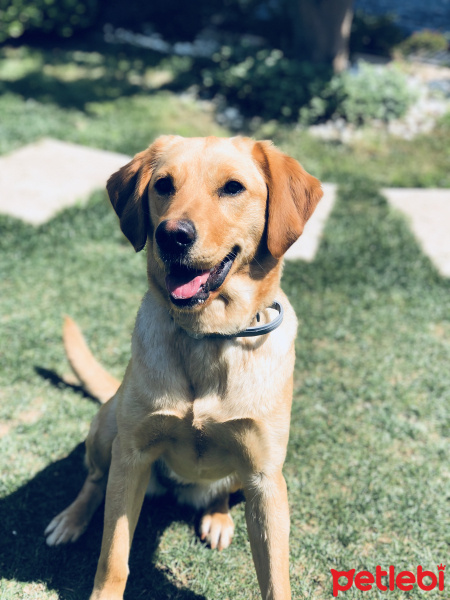 Labrador Retriever, Köpek  Hayat fotoğrafı