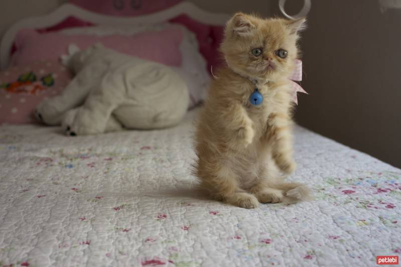 Exotic Shorthair, Kedi  Çakıl fotoğrafı