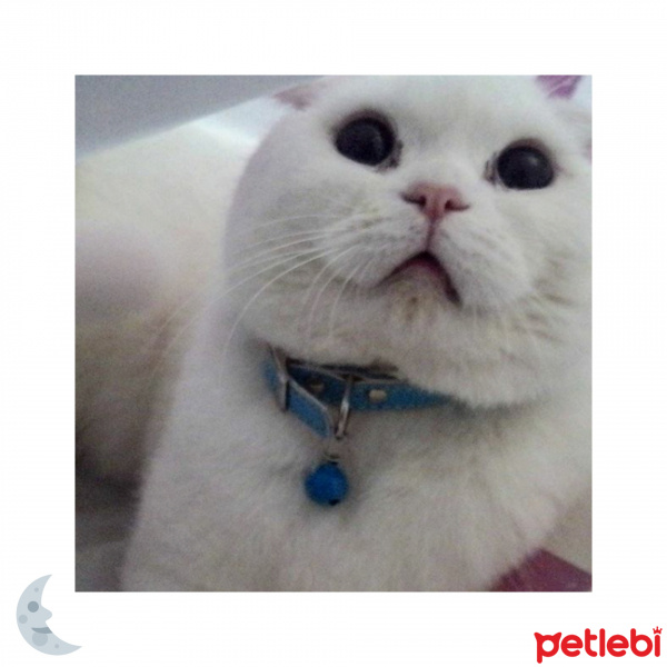 American Shorthair, Kedi  Süt fotoğrafı