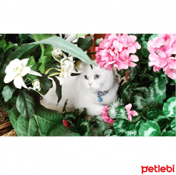 American Shorthair, Kedi  Süt fotoğrafı