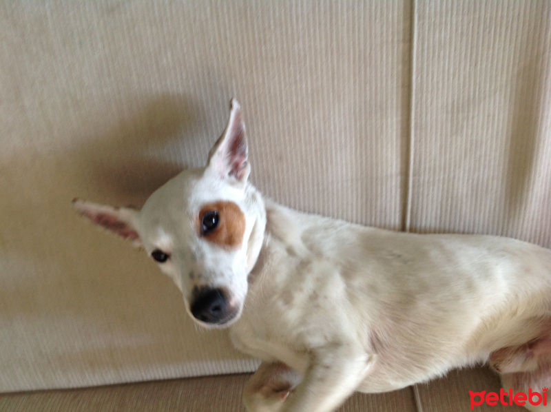 Jack Russell Terrier, Köpek  Beyaz fotoğrafı