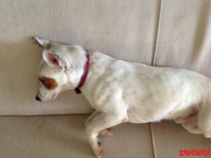Jack Russell Terrier, Köpek  Beyaz fotoğrafı