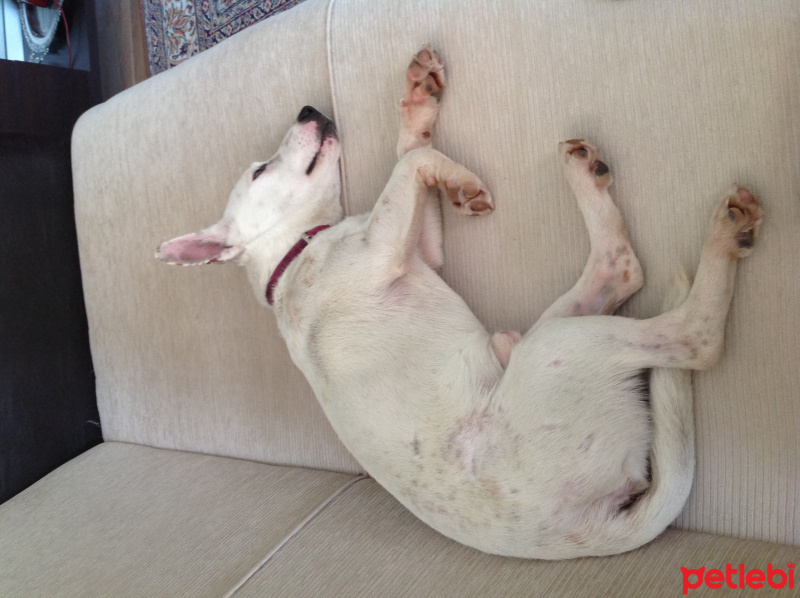 Jack Russell Terrier, Köpek  Beyaz fotoğrafı