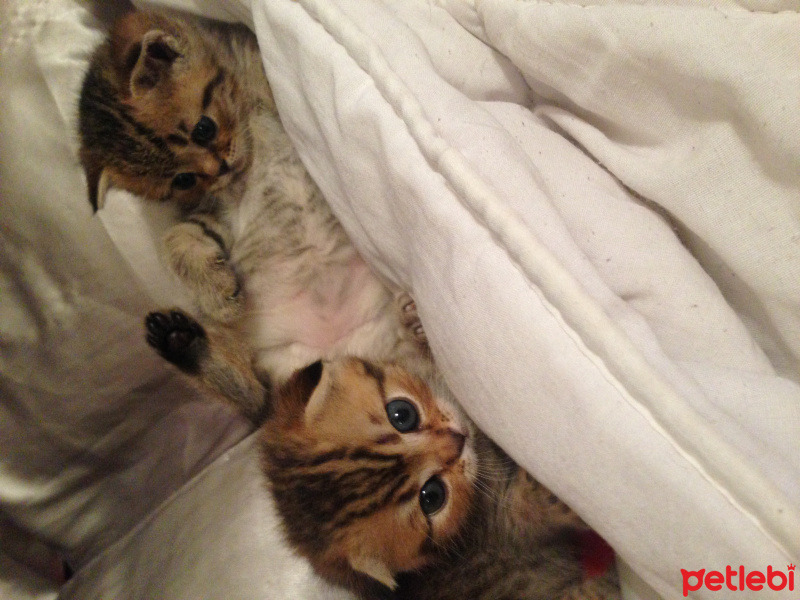 British Shorthair, Kedi  Leo ve miyo fotoğrafı
