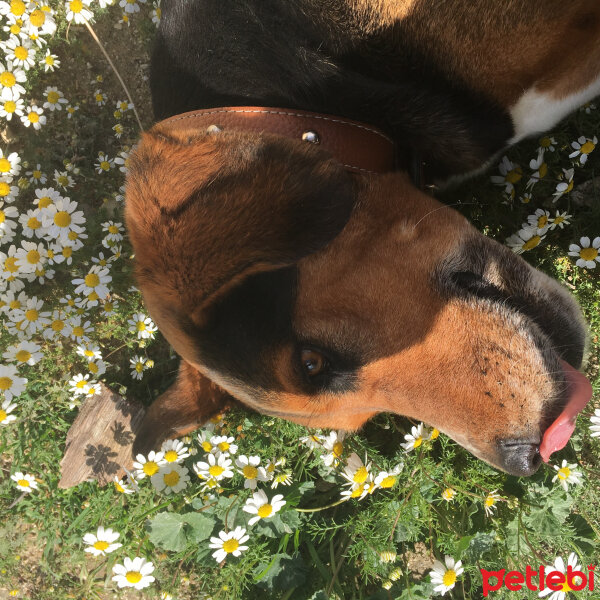 Sokö (Sokak Köpeği), Köpek  Luna fotoğrafı