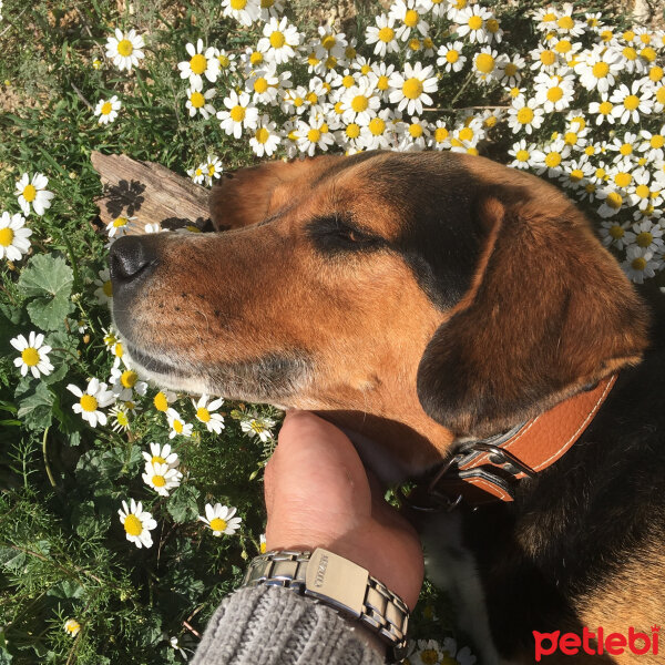 Sokö (Sokak Köpeği), Köpek  Luna fotoğrafı