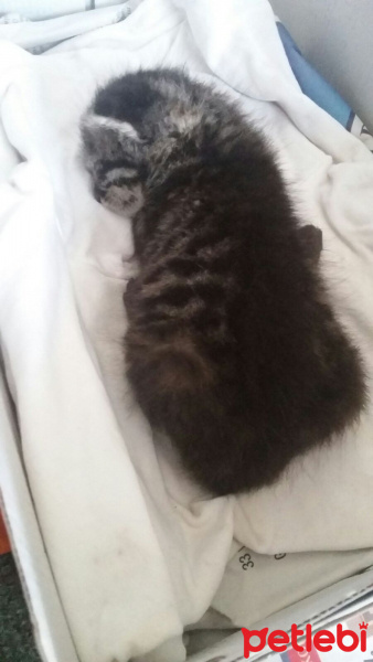 Tekir Kedi, Kedi  Adını daha koymadık fotoğrafı