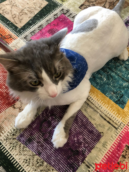 Tekir Kedi, Kedi  Leon fotoğrafı