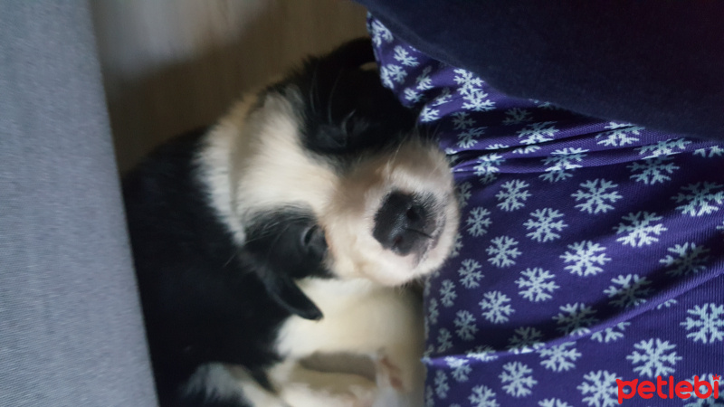 Border Collie, Köpek  Kokoro fotoğrafı