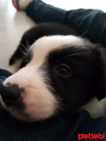 Border Collie, Köpek  Kokoro fotoğrafı